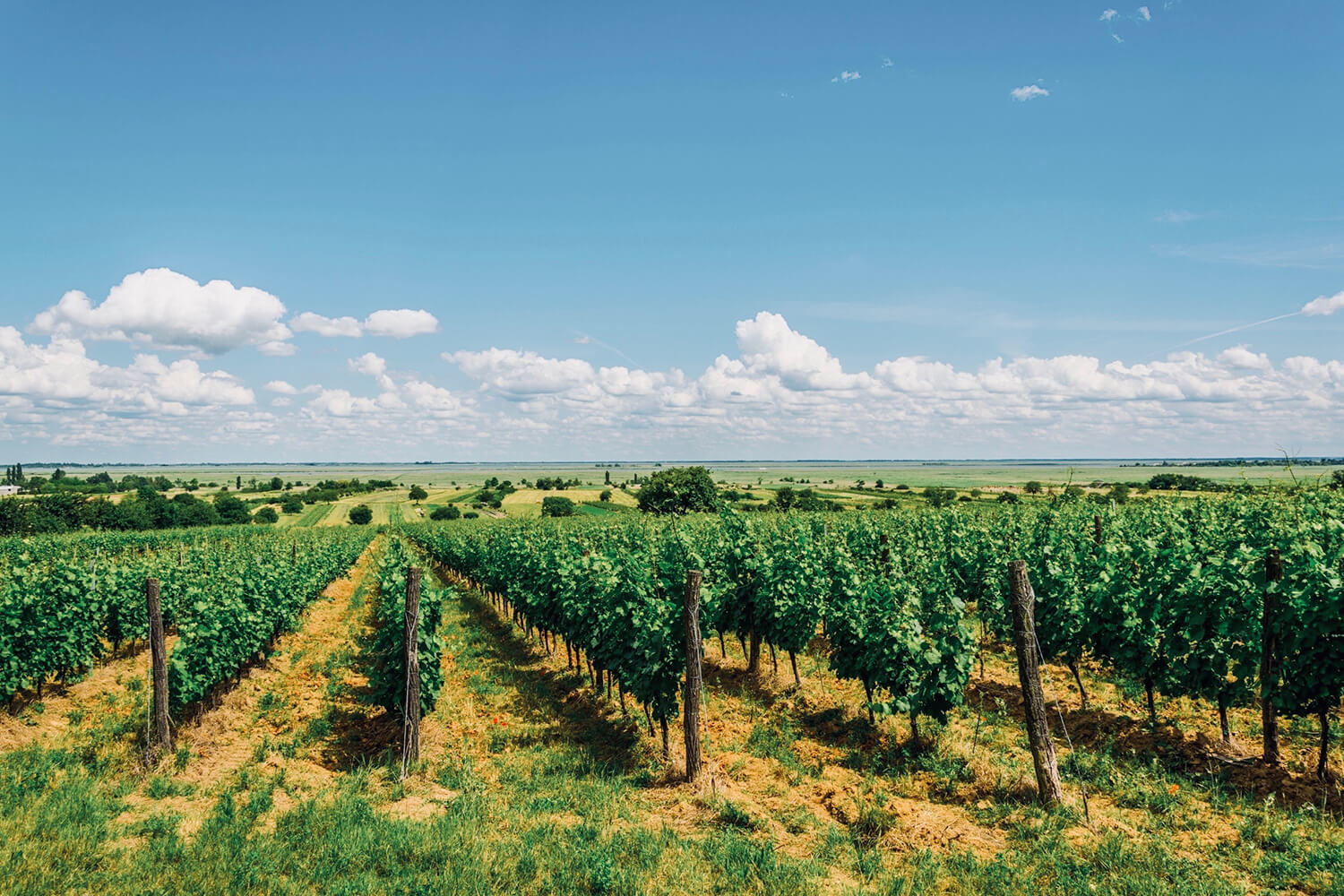 Sekt - Traditionelle Flaschengärung